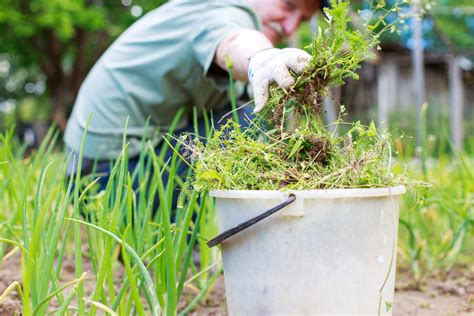 Jardinage écologique et désherbage naturel