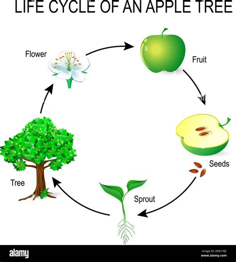 Infographie sur le cycle de vie de la courgette, de la graine au fruit porte-graine
