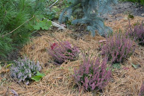 Aiguilles de pin utilisées comme paillis autour de plantes