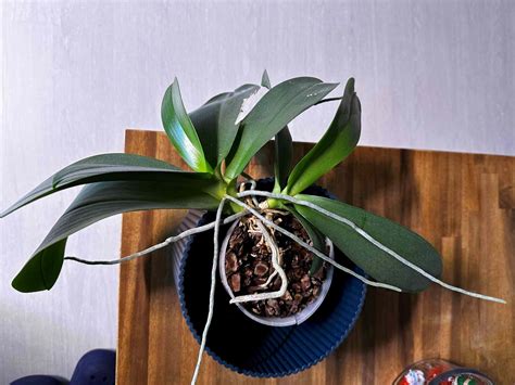 Orchidée rempotée avec substrat à base d'aiguilles de pin