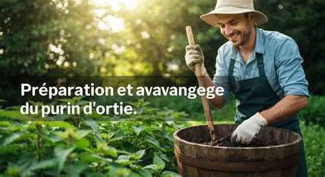 Étapes de préparation du purin d'ortie
