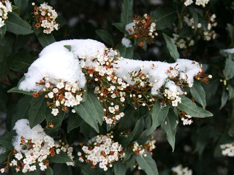 Laurier-rose sous la neige