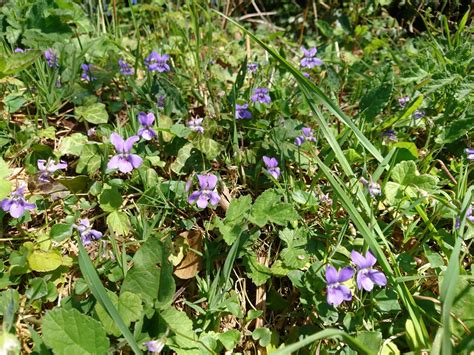 Gros plan sur une violette sauvage avec ses feuilles en forme de coeur