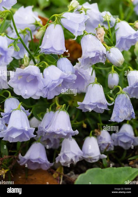 Campanule avec ses fleurs en forme de clochettes