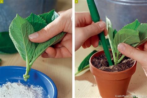 Boutures d'hortensia sous cloche