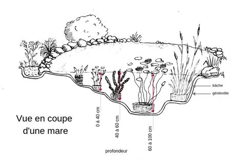 Schéma des paliers d'une mare en permaculture