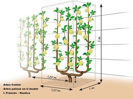 Comparaison entre un arbre fruitier palissé et un arbre en forme libre