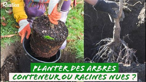 Illustration des racines nues et des plants en conteneur