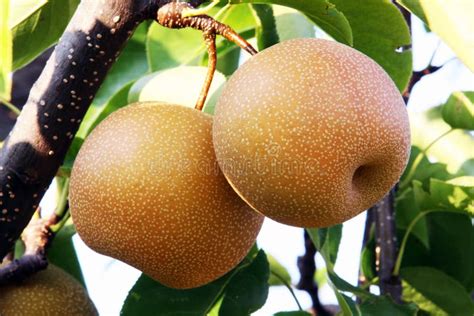 Fruits de Nashi sur l'arbre