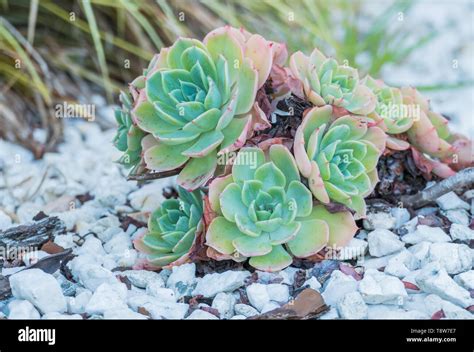 Exemple de terrarium avec Echeveria, Haworthia et gravier blanc
