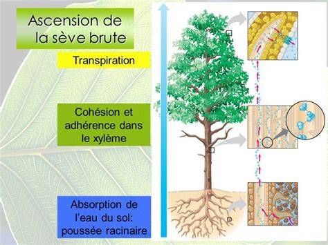 Schéma illustrant la montée de la sève dans un bouleau au printemps
