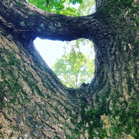 Illustration montrant l'arbre cicatrisant après le retrait du tube