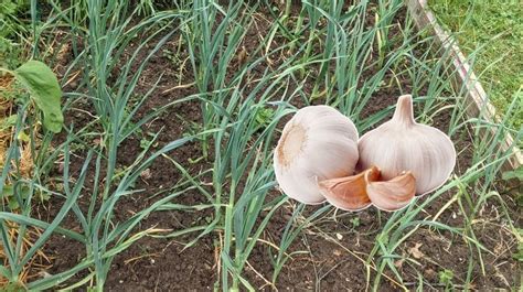 Ail au jardin
