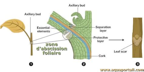 Schéma illustrant l'absorption foliaire d'un herbicide