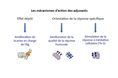 Schéma des différentes actions des adjuvants sur une goutte de pulvérisation