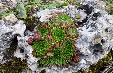 une vue rapprochée de rosettes de joubarbes poussant dans une crevasse rocheuse