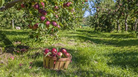 Verger de pommes en Yvelines
