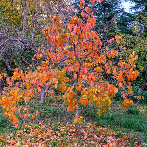 Plaqueminier en automne avec ses fruits
