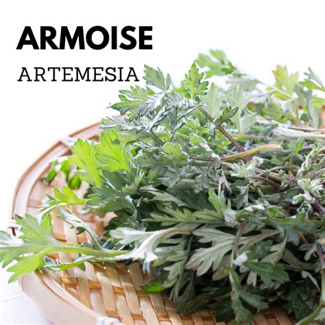 Infographie sur les bienfaits de l'Artemisia