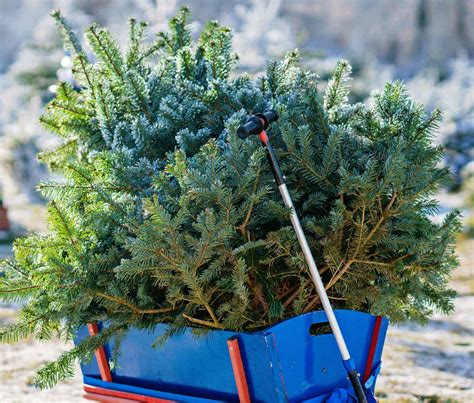 Exemples d'utilisation créative du sapin après les fêtes : bordures, supports de plantes, guirlandes