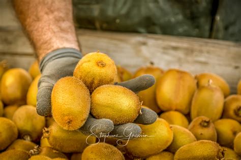 kiwis fraîchement cueillis dans des caissettes