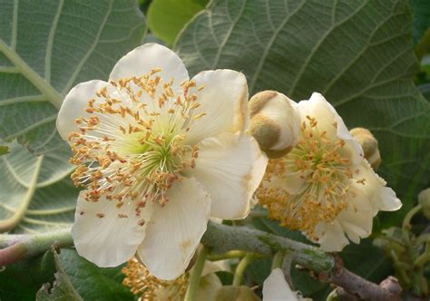 fleurs d'actinidia