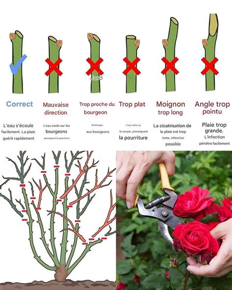 Infographie sur les techniques de taille du rosier et de la clématite pour une croissance équilibrée