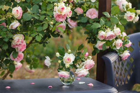 Image d'un balcon aménagé avec un rosier grimpant et une clématite en pot