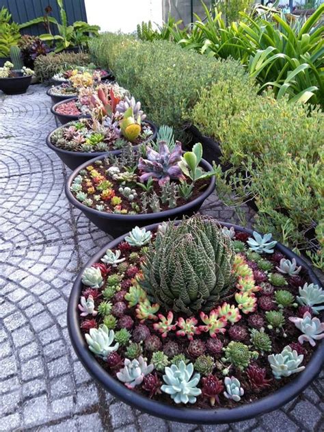 Plantes grasses variées dans des pots contemporains