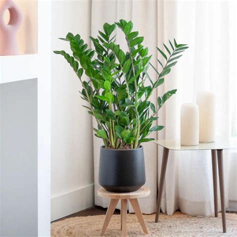 Plante ZZ dans un pot design