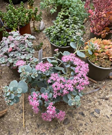 Collection d'Echeverias aux couleurs variées