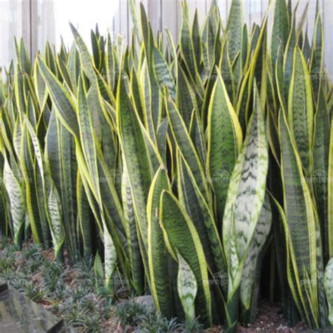 Sansevieria trifasciata 'Laurentii'