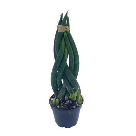 Sansevieria cylindrica tressée