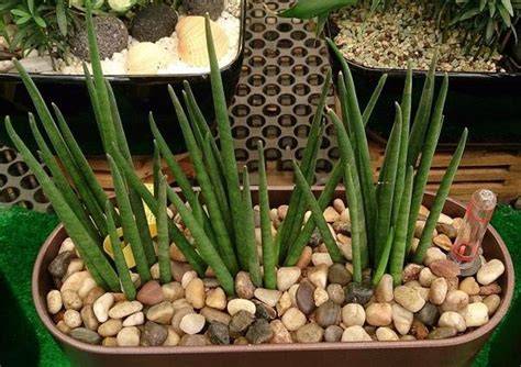 Séparation des rejets de Sansevieria