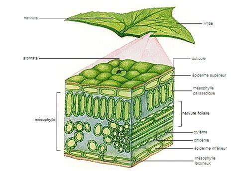 Coupe d'une feuille de Sansevieria en tronçons