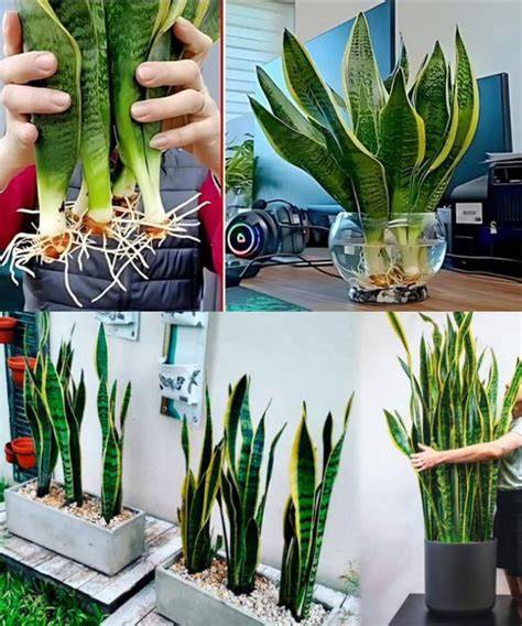 Boutures de Sansevieria en eau avec racines