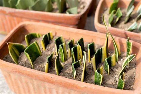 Jeunes pousses de Sansevieria à partir d'une bouture de feuille