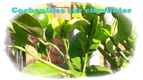 citronnier infesté de cochenilles