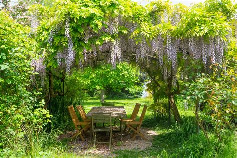 Pergola couverte de fleurs grimpantes blanches