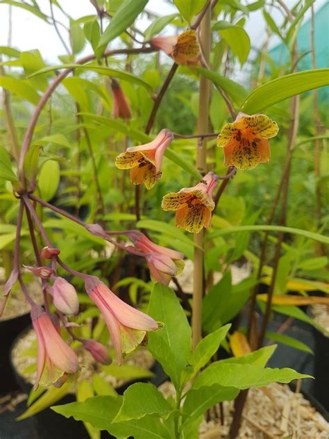 Fleurs et tubercules de Bomarea edulis