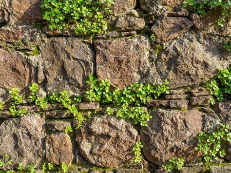 composition de plantes grasses sur un mur de pierre