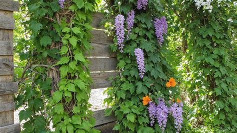 Treillis en brindilles pour plantes grimpantes