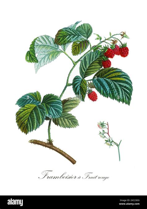 Illustration du framboisier (Rubus idaeus)