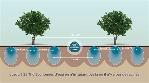Vignoble irrigué au goutte-à-goutte