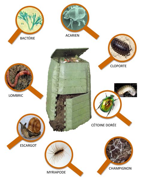 Diversité de la faune du compost