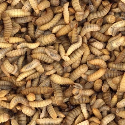 Larve de mouche-soldat