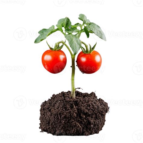 Plant de tomate tuteuré