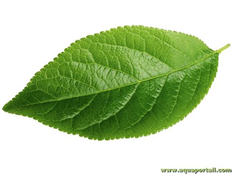 Détail d'une feuille d'hibiscus saine