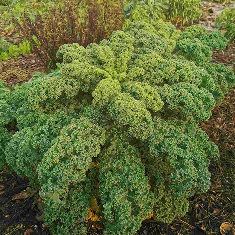 Chou kale monté en fleurs au printemps