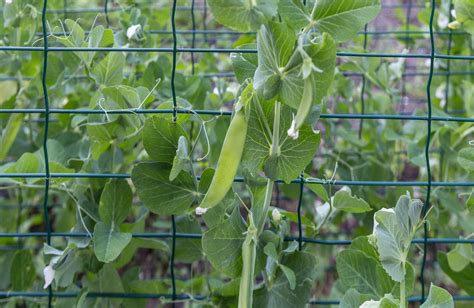 Illustration d'un potager avec des rangs de petits pois bien organisés